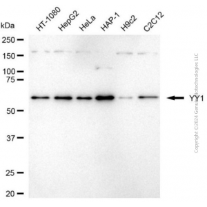 KD-Validated YY1 Mouse mAb (20 μl)