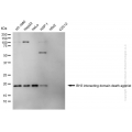 KD-Validated BID Mouse mAb (20 μl)