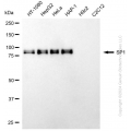 KD-Validated SP1 Mouse mAb (20 μl)