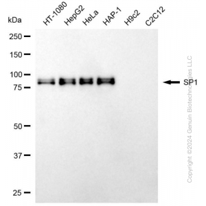 KD-Validated SP1 Mouse mAb (20 μl)
