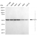 KD-Validated FLT1 Mouse mAb (20 μl)