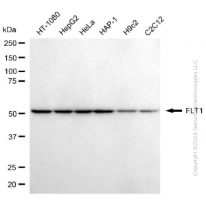 KD-Validated FLT1 Mouse mAb (20 μl)
