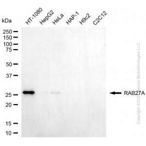 KD-Validated RAB27A Mouse mAb (20 μl)
