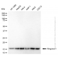 KD-Validated RBX1 Mouse mAb (20 μl)