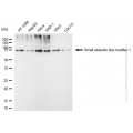 KD-Validated SUMO1 Mouse mAb (20 μl)