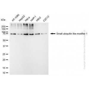 KD-Validated SUMO1 Mouse mAb (20 μl)