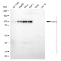 KD-Validated EZH2 Mouse mAb (20 μl)