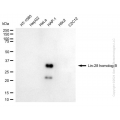 KD-Validated LIN28B Mouse mAb (20 μl)