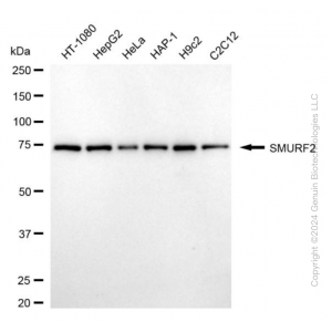 KD-Validated SMURF2 Mouse mAb (20 μl)