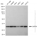 KD-Validated GAPDH Rabbit pAb (20 μl)
