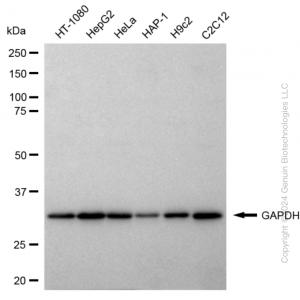 KD-Validated GAPDH Rabbit pAb (20 μl)
