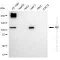 KD-Validated RB1 Rabbit pAb (20 μl)