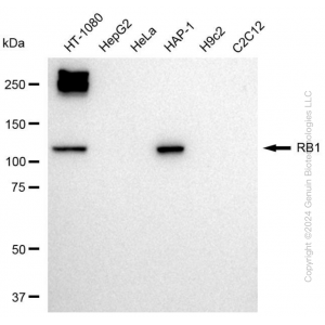 KD-Validated RB1 Rabbit pAb (20 μl)