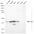 KD-Validated CNP Mouse mAb (20 μl)