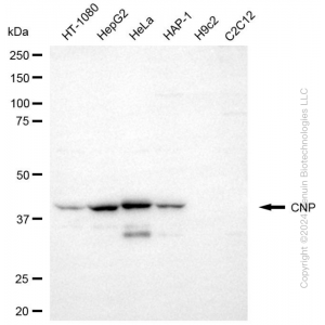 KD-Validated CNP Mouse mAb (20 μl)