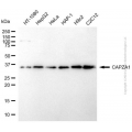 KD-Validated CAPZA1 Mouse mAb (20 μl)