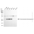 KD-Validated BDH2 Mouse mAb (20 μl)