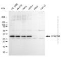 KD-Validated CFAP298 Mouse mAb (20 μl)