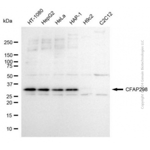 KD-Validated CFAP298 Mouse mAb (20 μl)