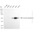 KD-Validated CNDP2 Mouse mAb (20 μl)