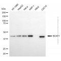 KD-Validated BCAT1 Mouse mAb (20 μl)