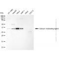 KD-Validated CAMLG Mouse mAb (20 μl)