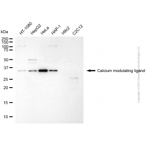 KD-Validated CAMLG Mouse mAb (20 μl)
