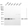 KD-Validated CMPK1 Mouse mAb (20 μl)