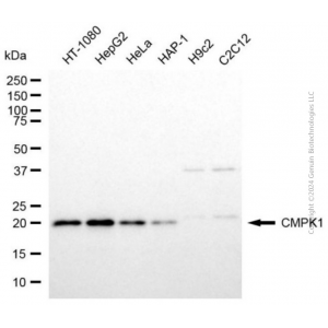 KD-Validated CMPK1 Mouse mAb (20 μl)