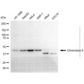 KD-Validated CBX8 Mouse mAb (20 μl)