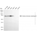 KD-Validated CCDC93 Mouse mAb (20 μl)