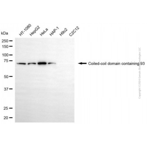 KD-Validated CCDC93 Mouse mAb (20 μl)