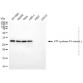 KD-Validated ATP5C1 Mouse mAb (20 μl)