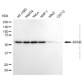 KD-Validated Purified ARIH2 Mouse mAb (20 μl)