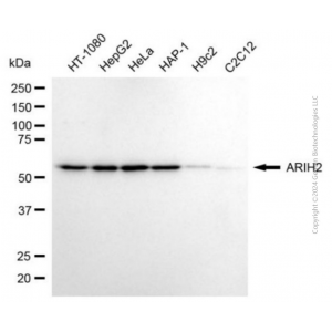 KD-Validated Purified ARIH2 Mouse mAb (20 μl)