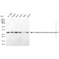 KD-Validated CHMP5 Mouse mAb (20 μl)