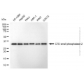 KD-Validated CTDSP2 Mouse mAb (20 μl)