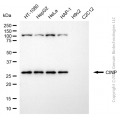 KD-Validated CINP Mouse mAb (20 μl)