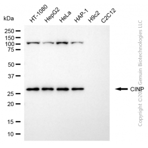 KD-Validated CINP Mouse mAb (20 μl)