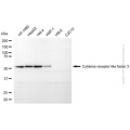 KD-Validated CRLF3 Mouse mAb (20 μl)