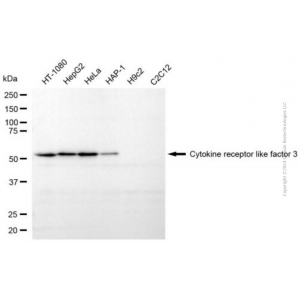 KD-Validated CRLF3 Mouse mAb (20 μl)