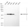 KD-Validated DYNC1LI1 Mouse mAb (20 μl)