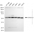 KD-Validated DYNC1LI1 Mouse mAb (20 μl)