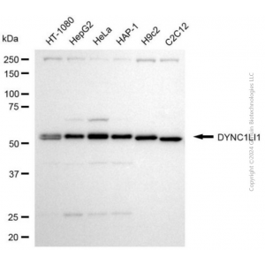 KD-Validated DYNC1LI1 Mouse mAb (20 μl)