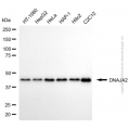 KD-Validated DNAJA2 Mouse mAb (20 μl)