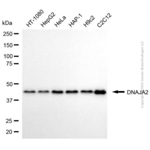 KD-Validated DNAJA2 Mouse mAb (20 μl)