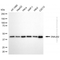 KD-Validated DNAJA2 Mouse mAb (20 μl)