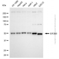 KD-Validated EIF2B3 Mouse mAb (20 μl)