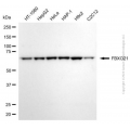 KD-Validated FBXO21 Mouse mAb (20 μl)