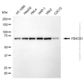 KD-Validated FBXO21 Mouse mAb (20 μl)